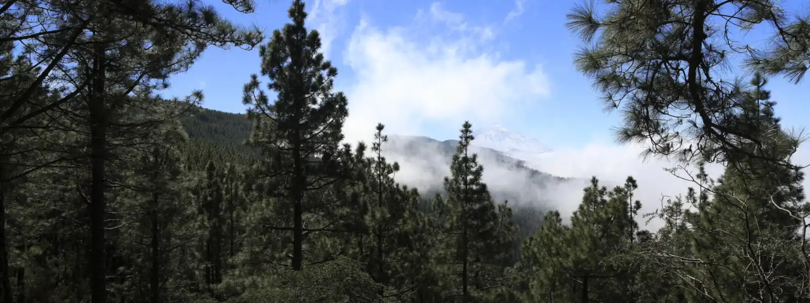 Pine forest of Monte de La Esperanza above a sea of clouds