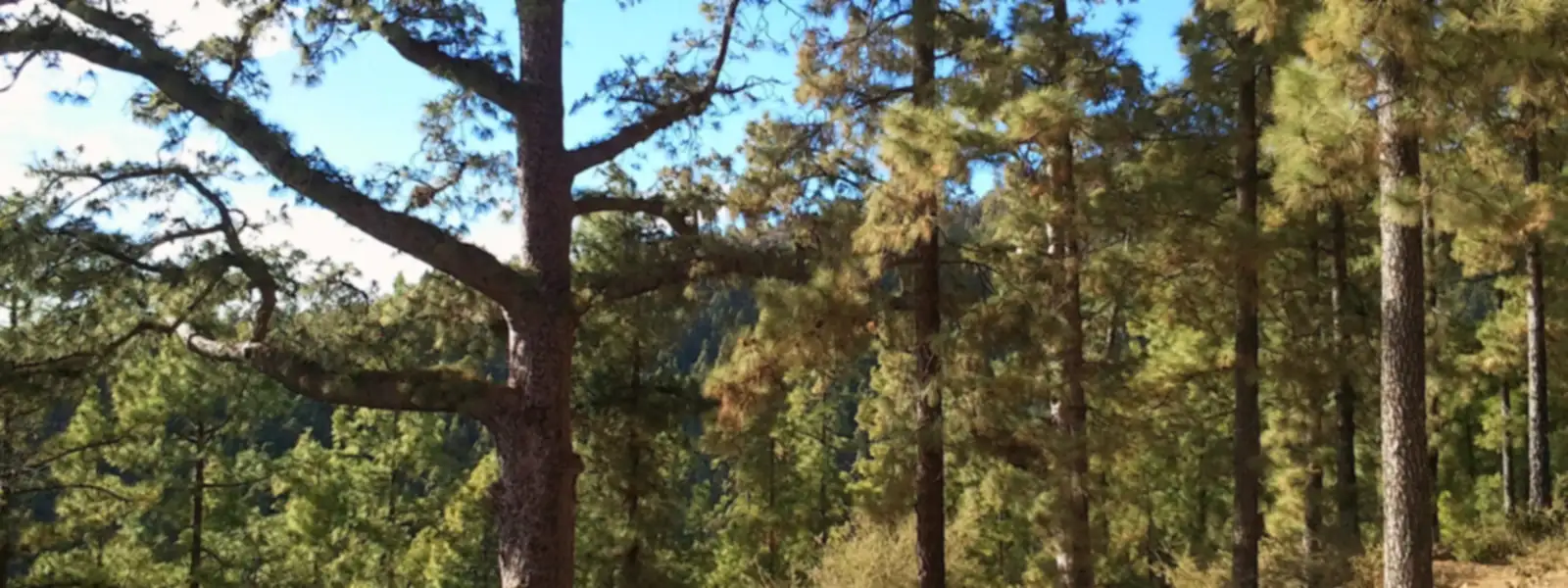 Pinar canario en la subida a Vilaflor